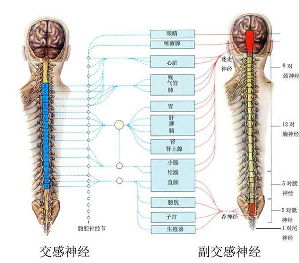 交感神经