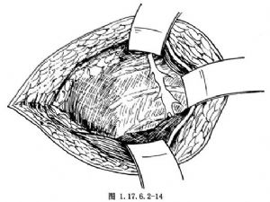 交感神经