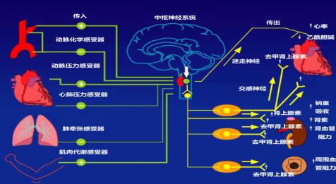 交感神经与多汗症